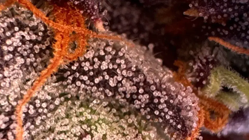 Macro photo of frosty cannabis trichomes turning amber