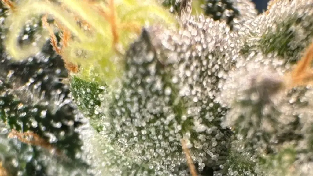 Frosty autoflowering cannabis bud with orange pistils