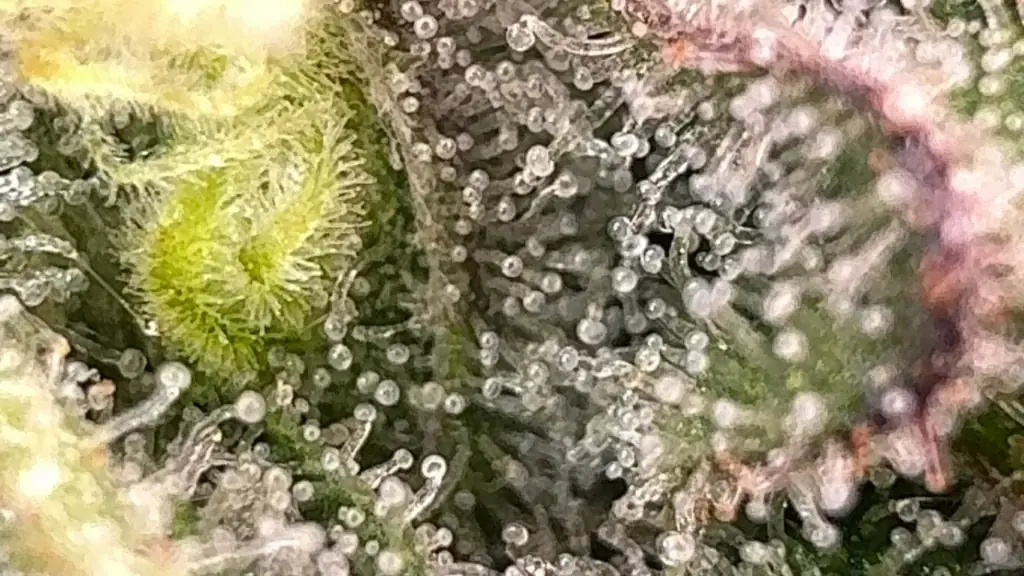 Close-up of glassy, mostly clear cannabis trichomes on a bud