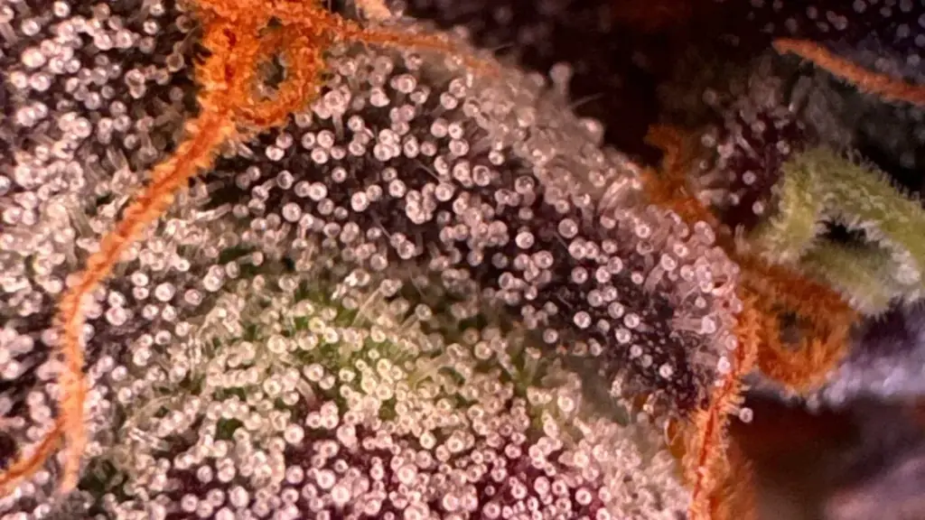 Macro photo of cannabis trichomes, mostly cloudy with a few amber heads