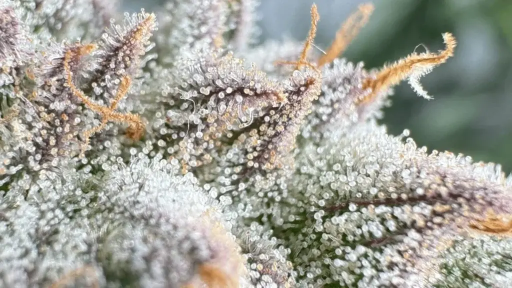 Frosty cannabis bud ready for harvest and drying