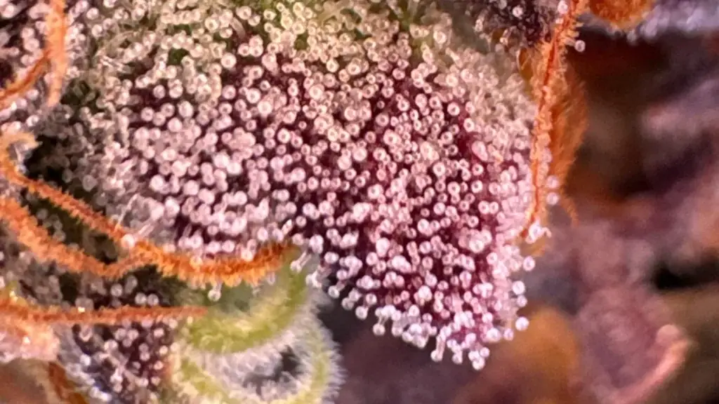 Highly magnified cannabis trichomes with round resin heads