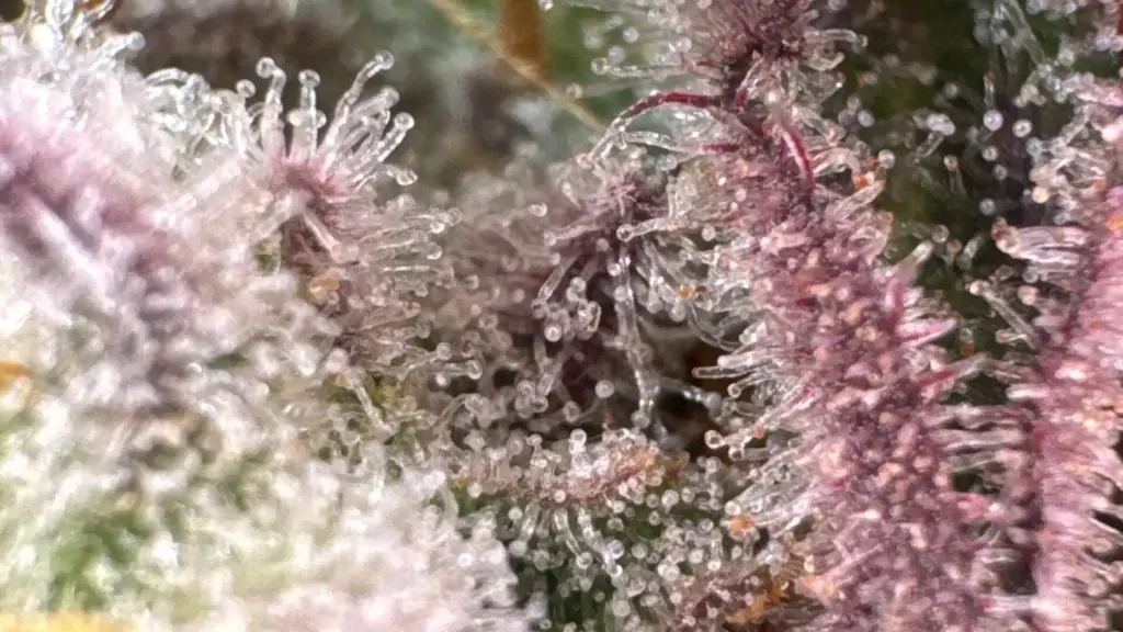 Late-season outdoor cannabis bud with purple tones and trichomes