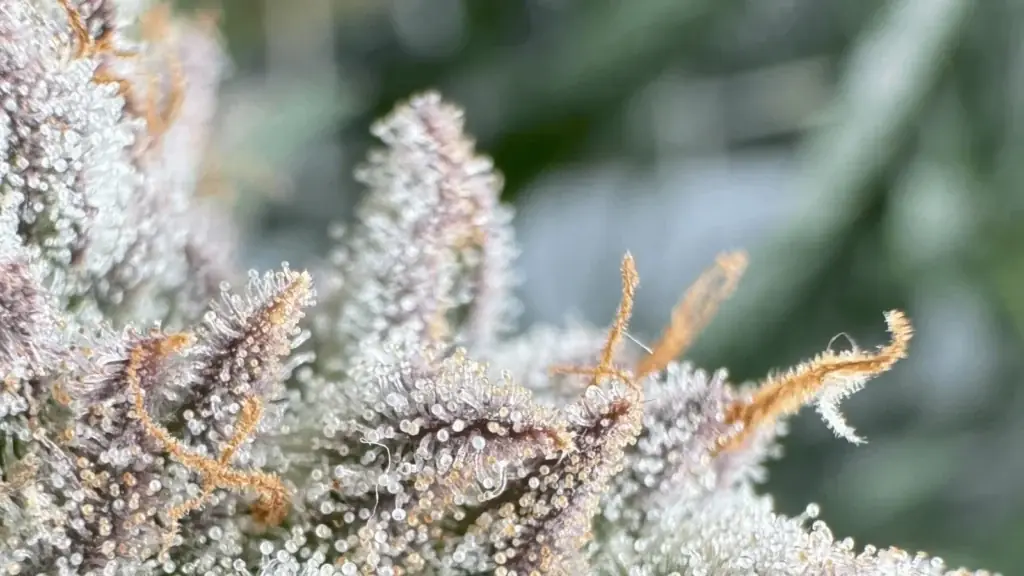 Sharp macro photo of frosty cannabis buds taken with a phone