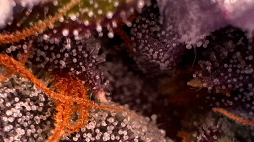 Cannabis calyxes with orange pistils and dense trichomes