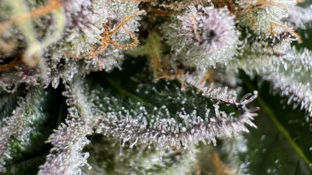 Sugar leaf covered in trichomes next to cannabis calyxes