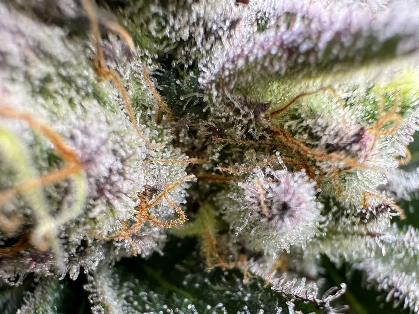 Macro photo of a frosty cannabis bud with mostly cloudy trichomes