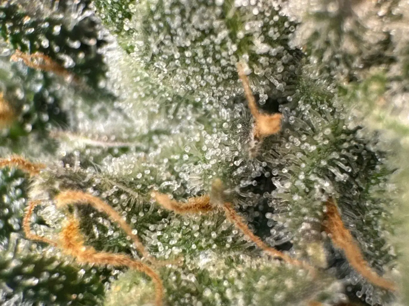 Macro photo of cannabis calyxes with many still clear, glassy trichome heads