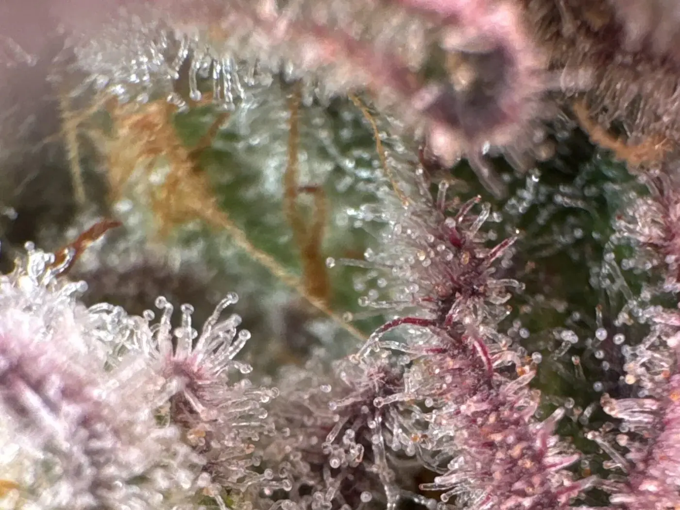 Macro photo of a dense late-season cannabis bud with trichomes and purple colouring