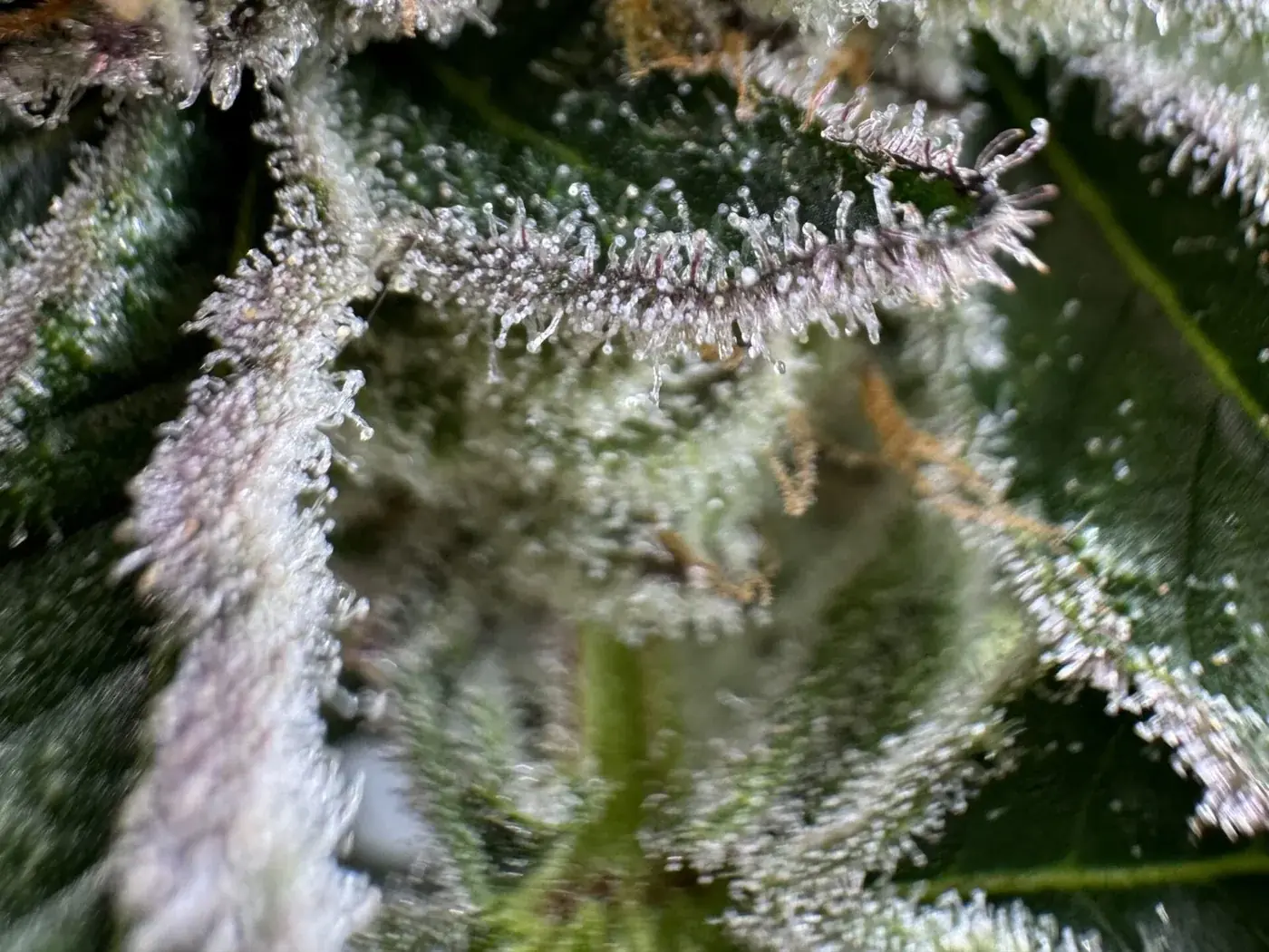 Close macro photo of cannabis trichomes where individual resin heads are visible