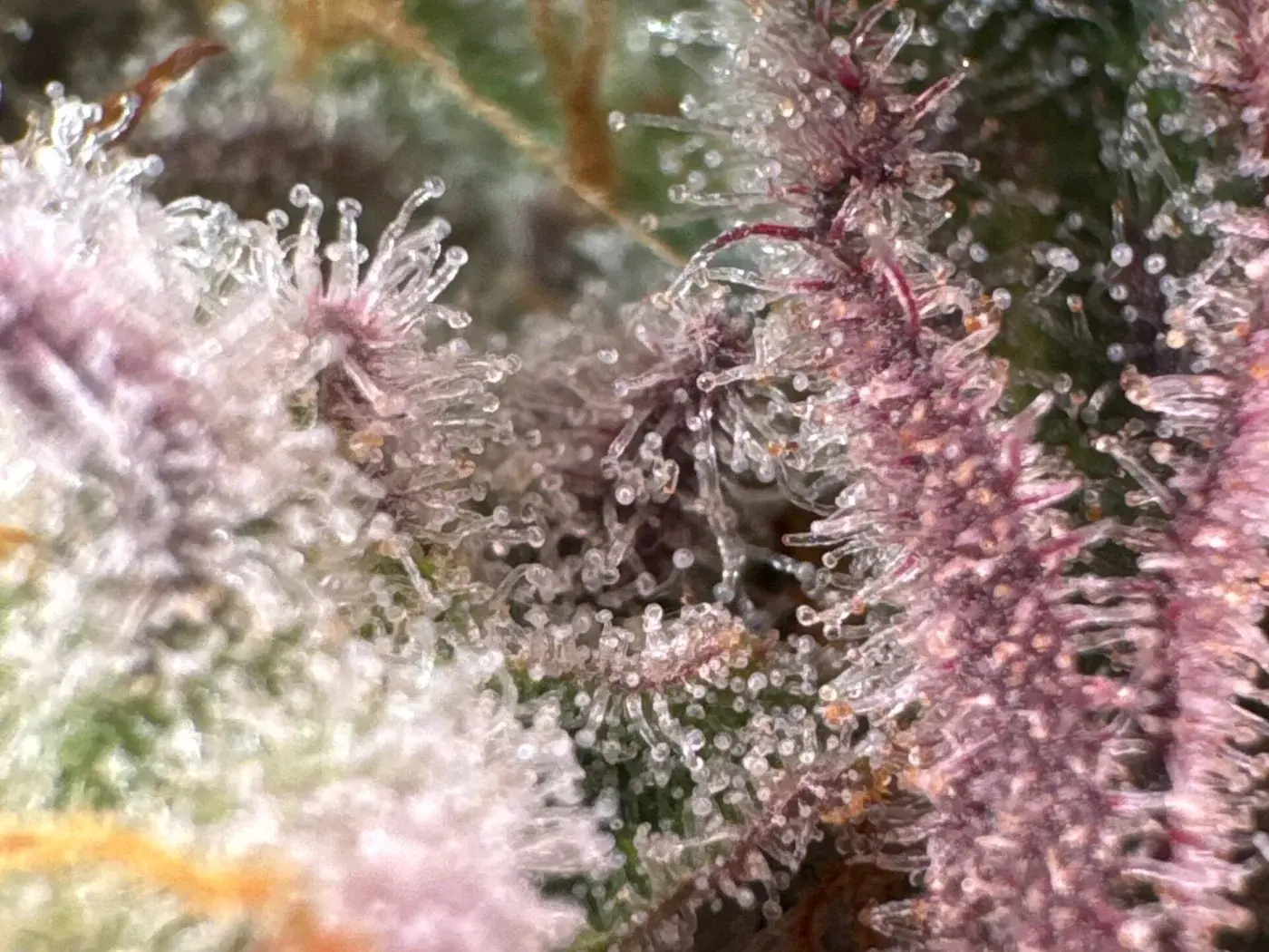 Macro photo of cannabis trichomes with mostly milky heads and a few turning colour