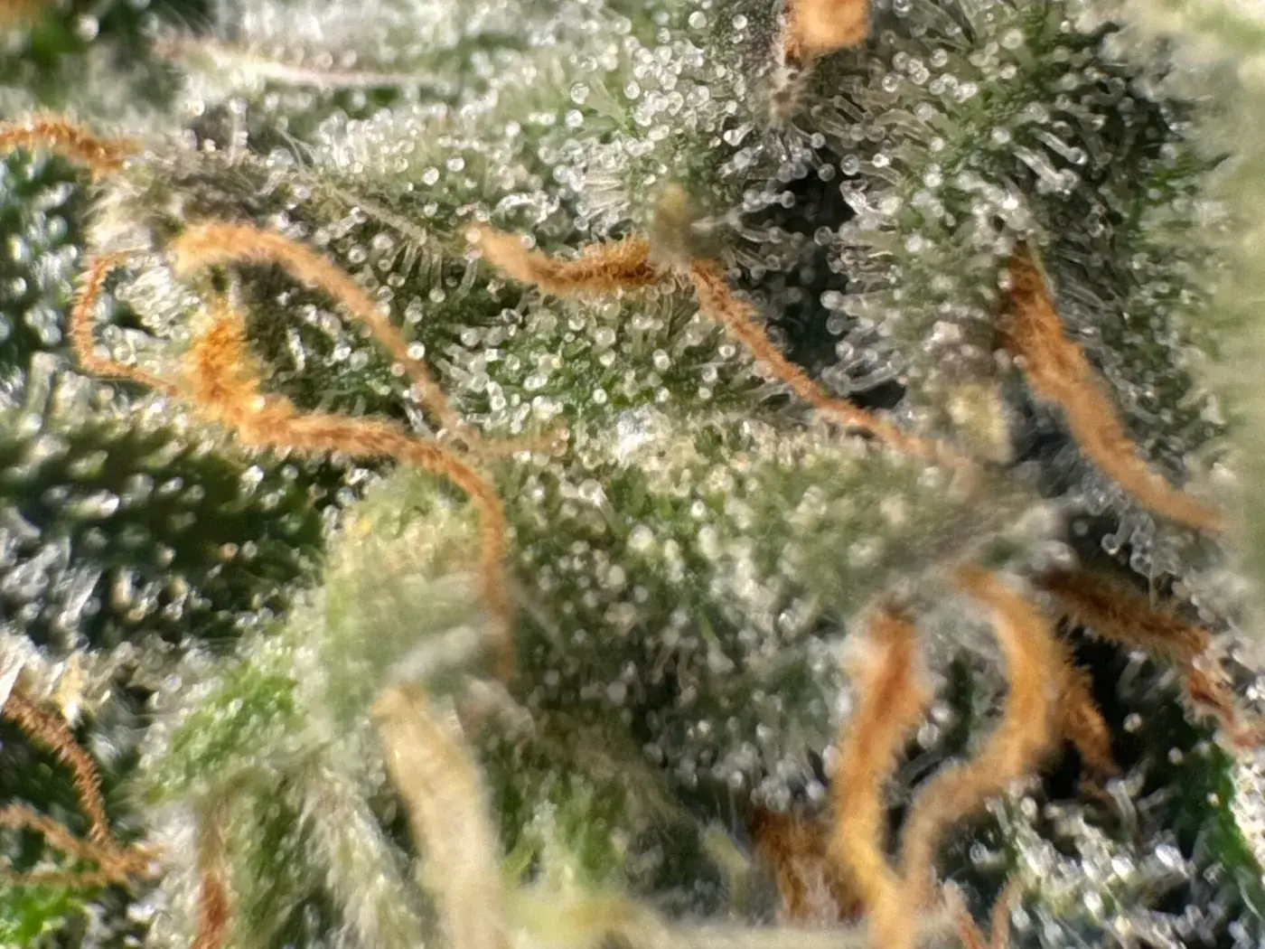 Macro photo of cannabis calyxes with bright orange pistils and cloudy trichomes