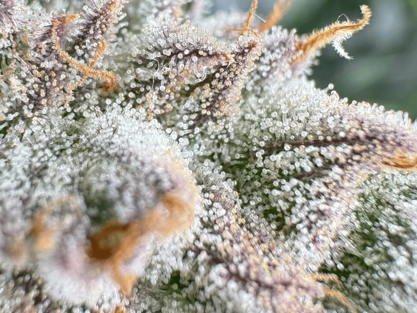 Sharp phone macro photo of frosty cannabis buds with clearly visible trichome heads