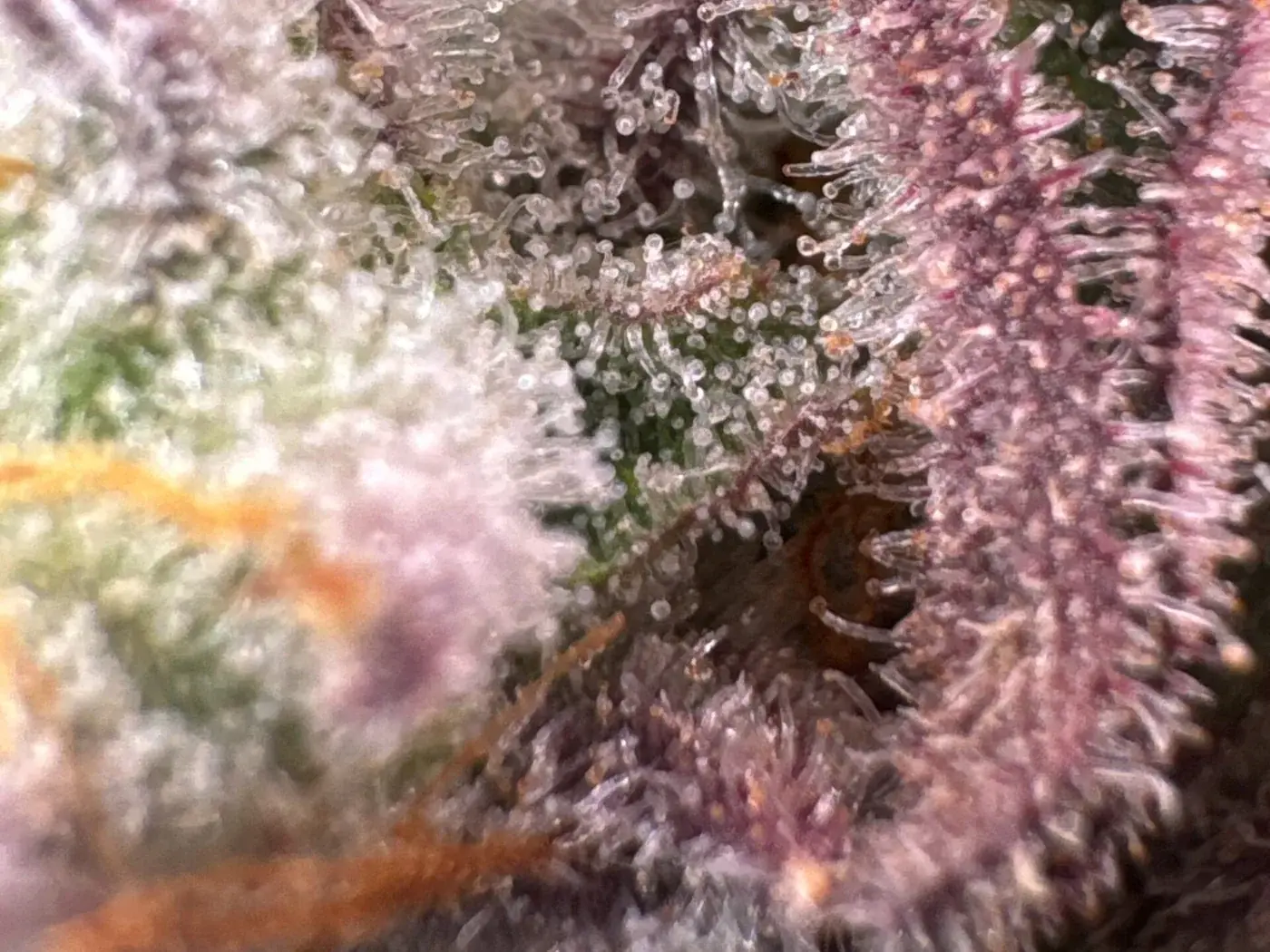 Macro photo of a cannabis bud covered in trichomes and orange pistils, ready to be harvested
