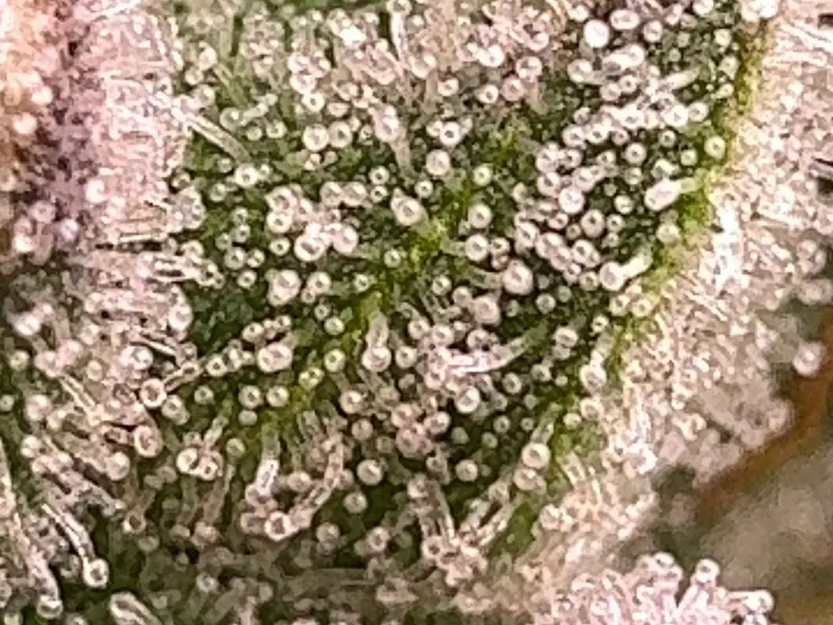 Macro photo of stalked cannabis trichomes with round resin heads