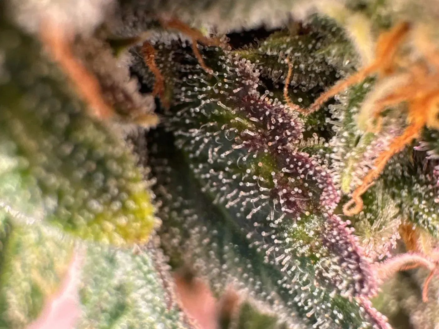 Macro photo of a sugar leaf with trichomes, surrounded by calyxes