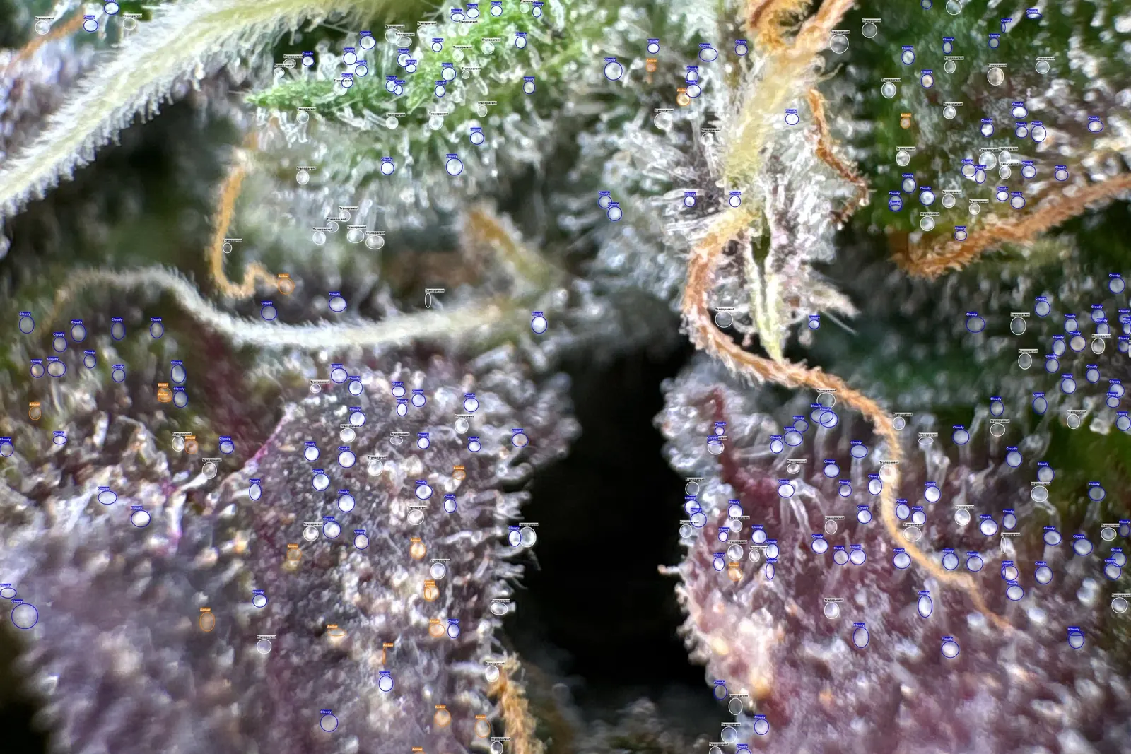 Macro photo of cannabis trichomes with GrowBotiq AI marking each head as transparent, cloudy or amber