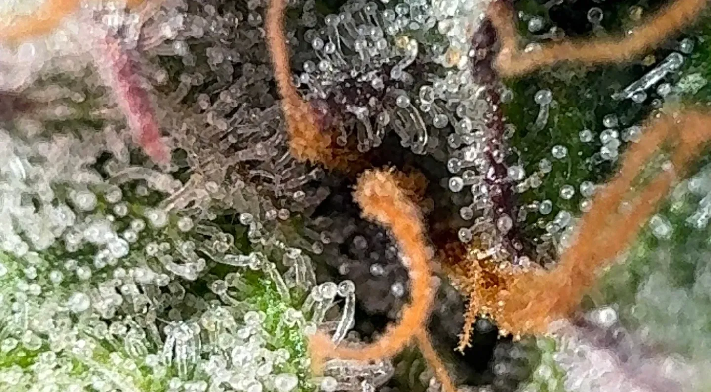 Macro shot of cannabis trichomes