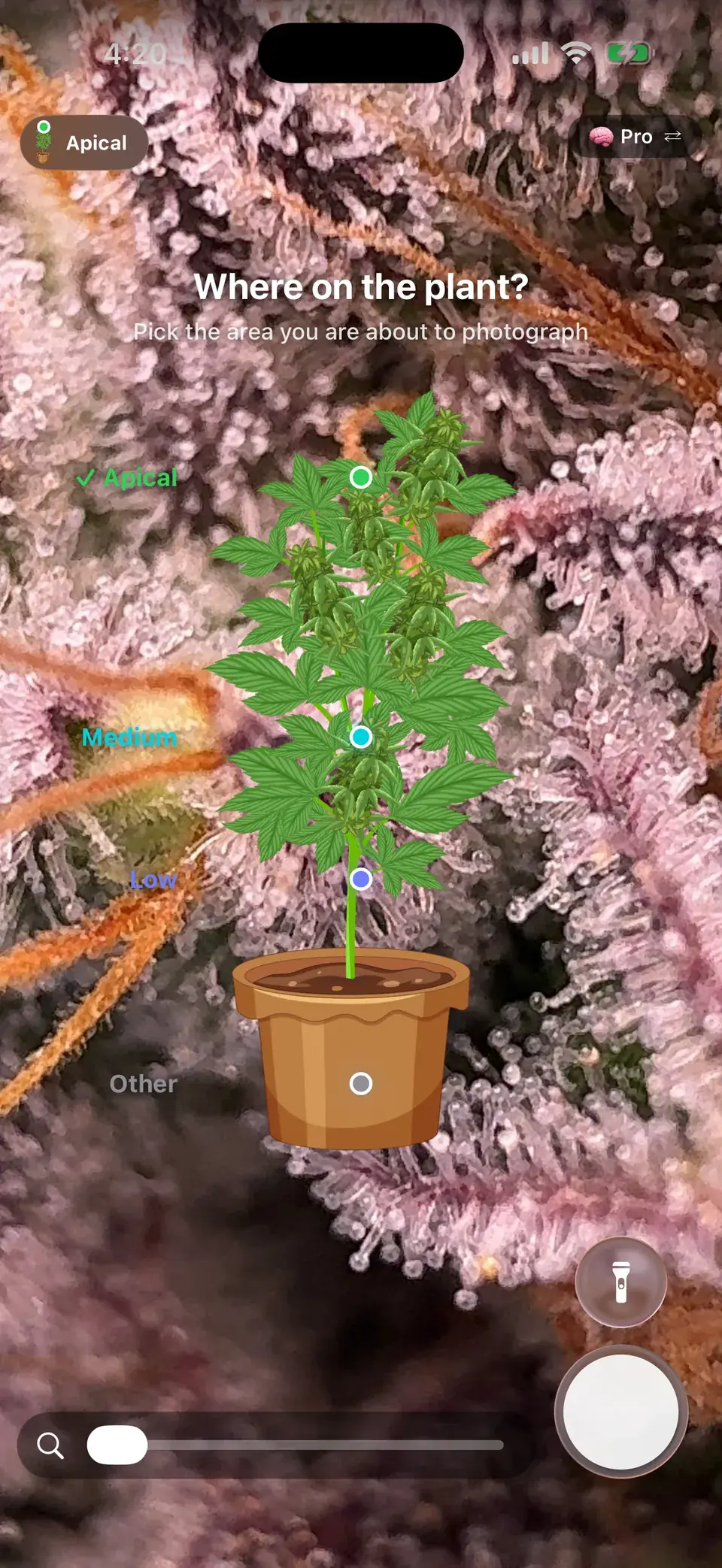 Pick the zone of the plant