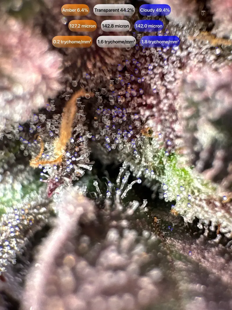 Trichomes detected by GrowBotiq