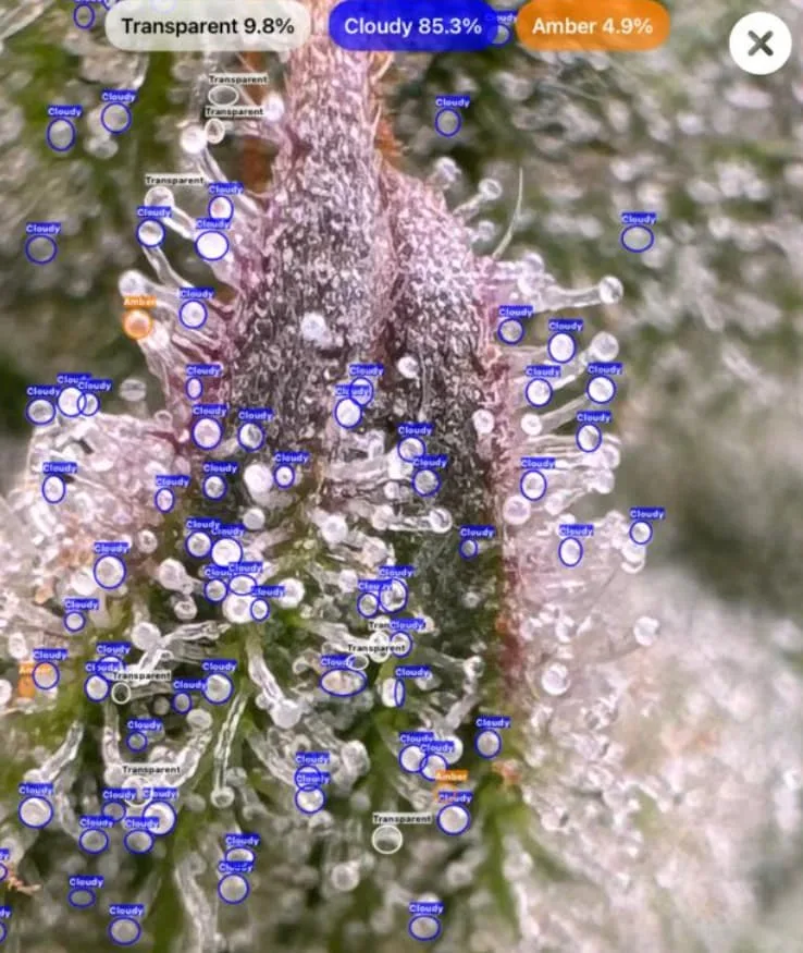 Cannabis trichomes at amber stage detected with GrowBotiq Lab app