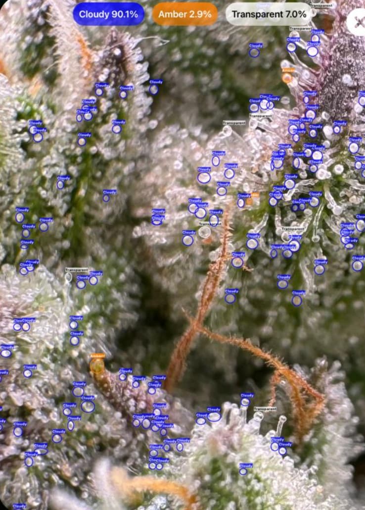 Cannabis trichomes at transparent stage detected with GrowBotiq Lab app