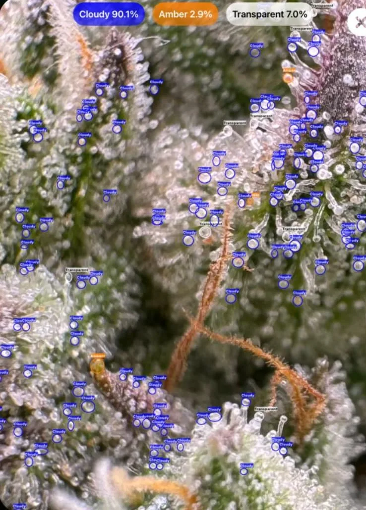 Cannabis trichomes at transparent stage detected with GrowBotiq Lab app