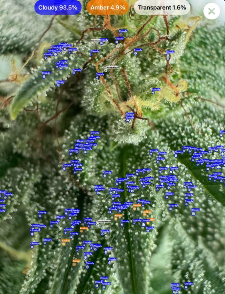 Cannabis trichomes at cloudy stage detected using GrowBotiq Lab app