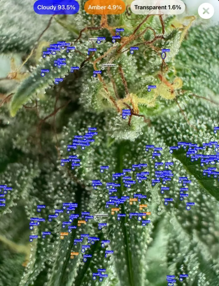 Cannabis trichomes at cloudy stage detected using GrowBotiq Lab app