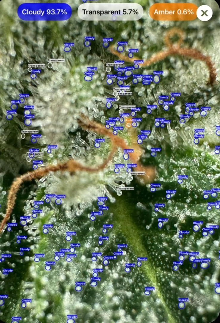 Trichome detection showing amber stage on cannabis using GrowBotiq Lab app