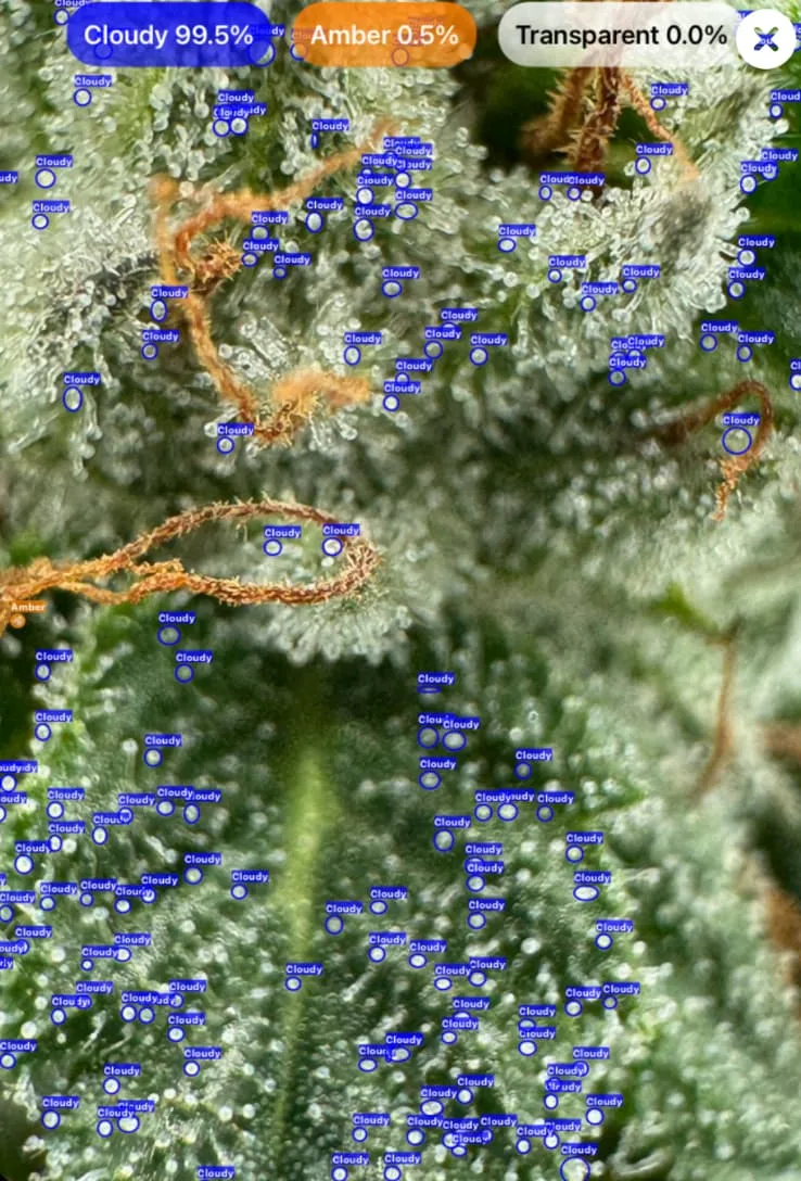 Trichome detection showing cloudy stage on cannabis with GrowBotiq Lab app