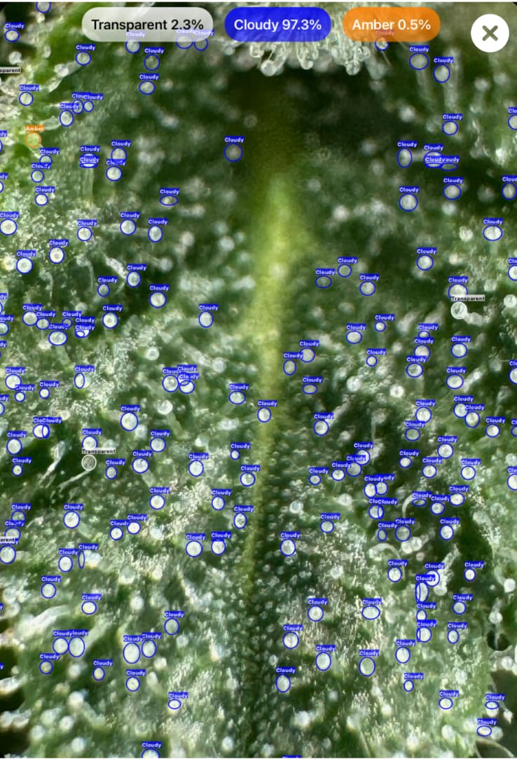 Trichome detection showing transparent stage on cannabis using GrowBotiq Lab app