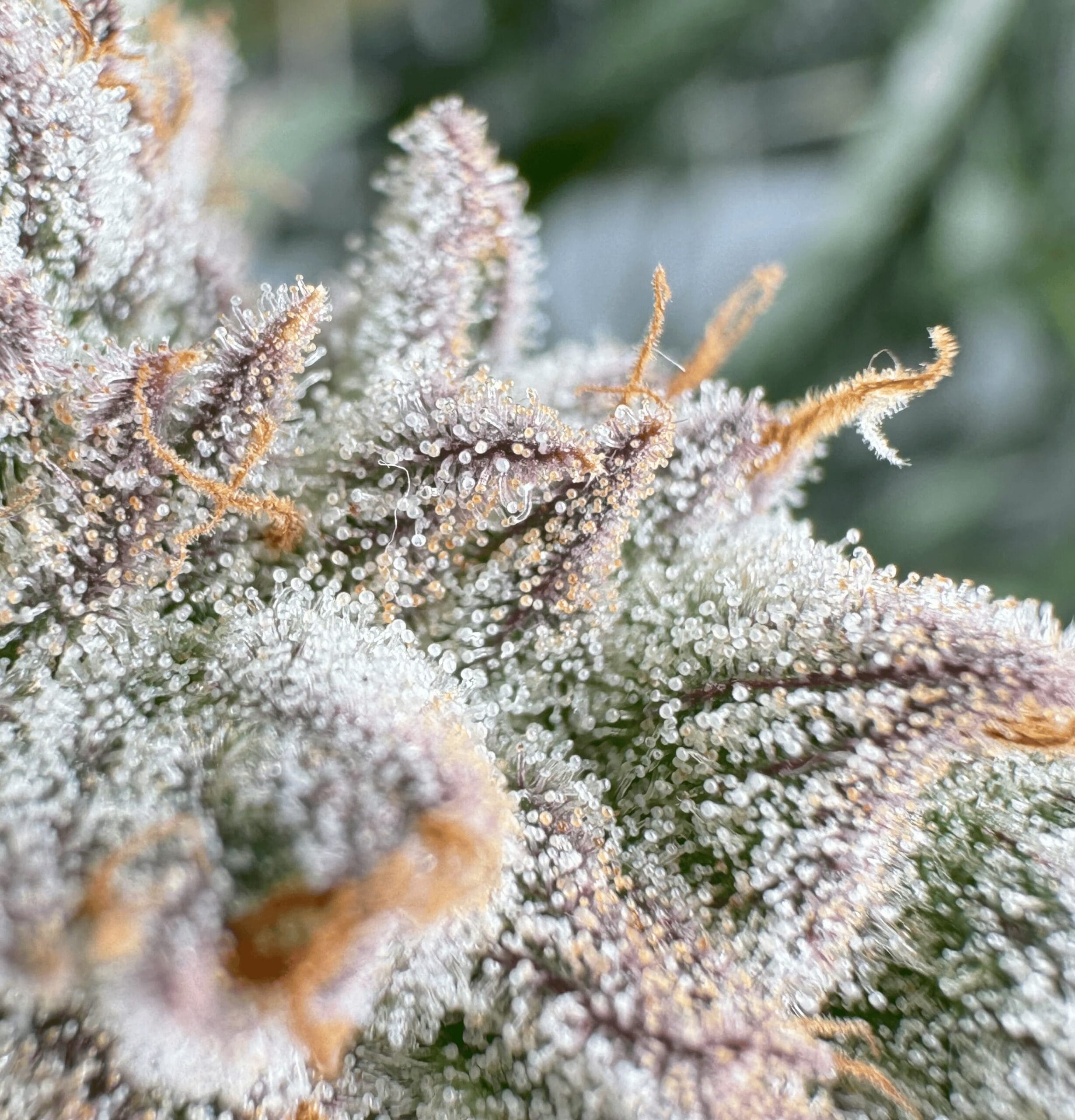 Cannabis trichomes without GrowBotiq Lab AI detection, trichome types not classified