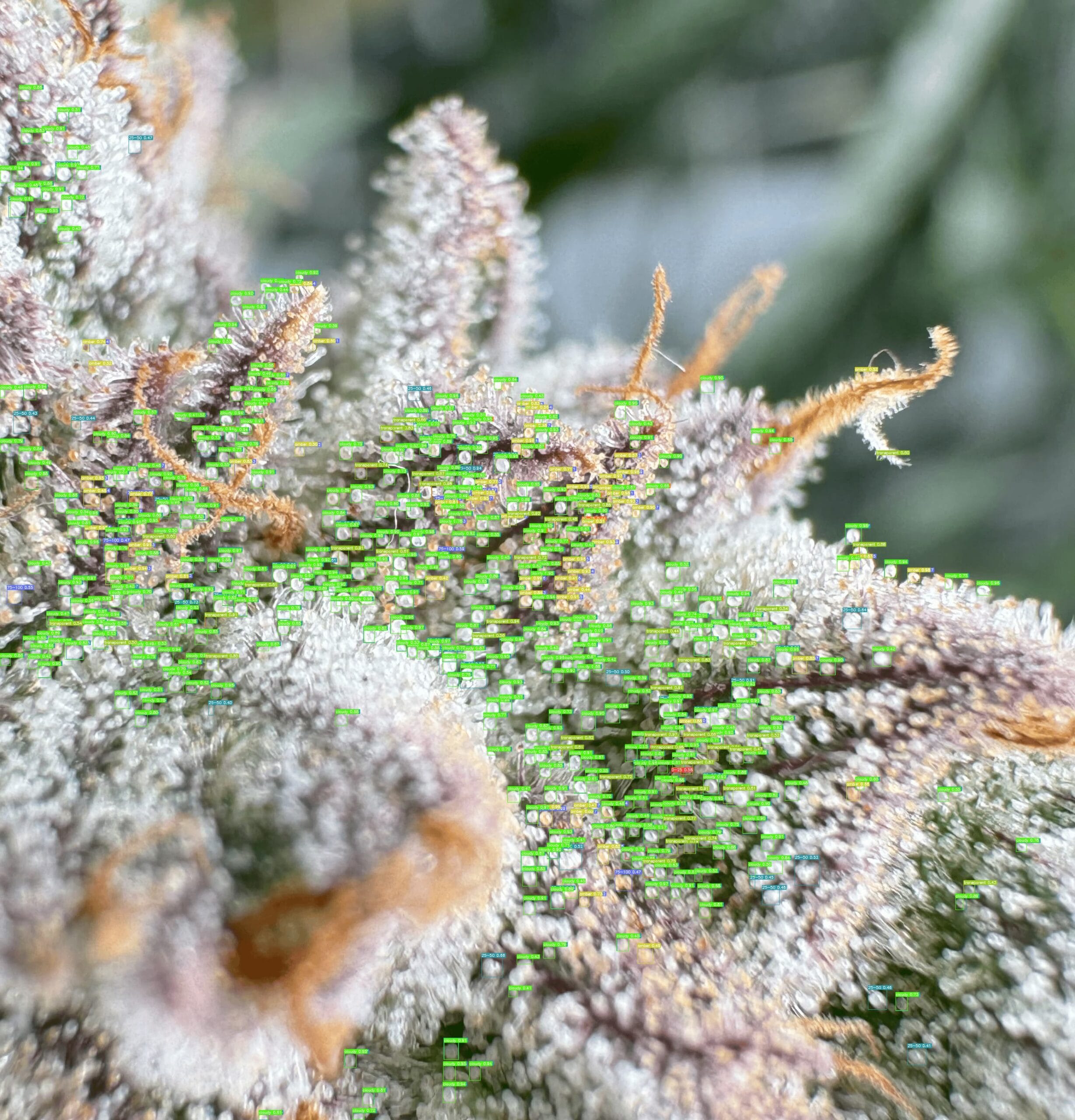 Cannabis trichomes analyzed with GrowBotiq Lab AI, trichome types detected: transparent, cloudy, amber