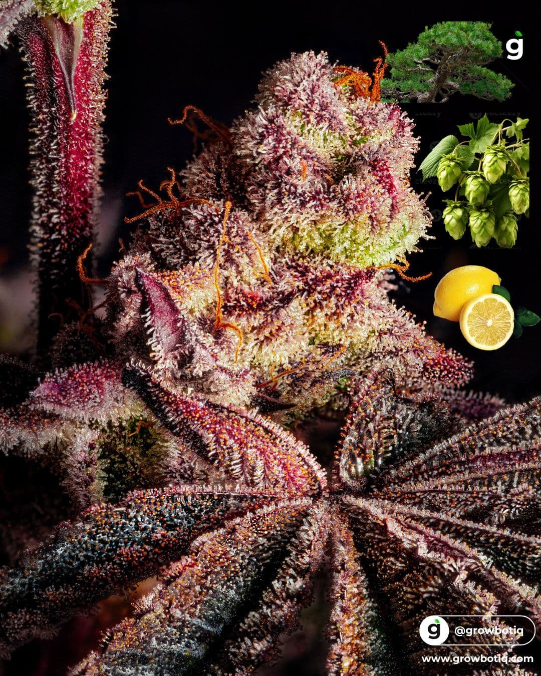 Cannabis terpenes illustration