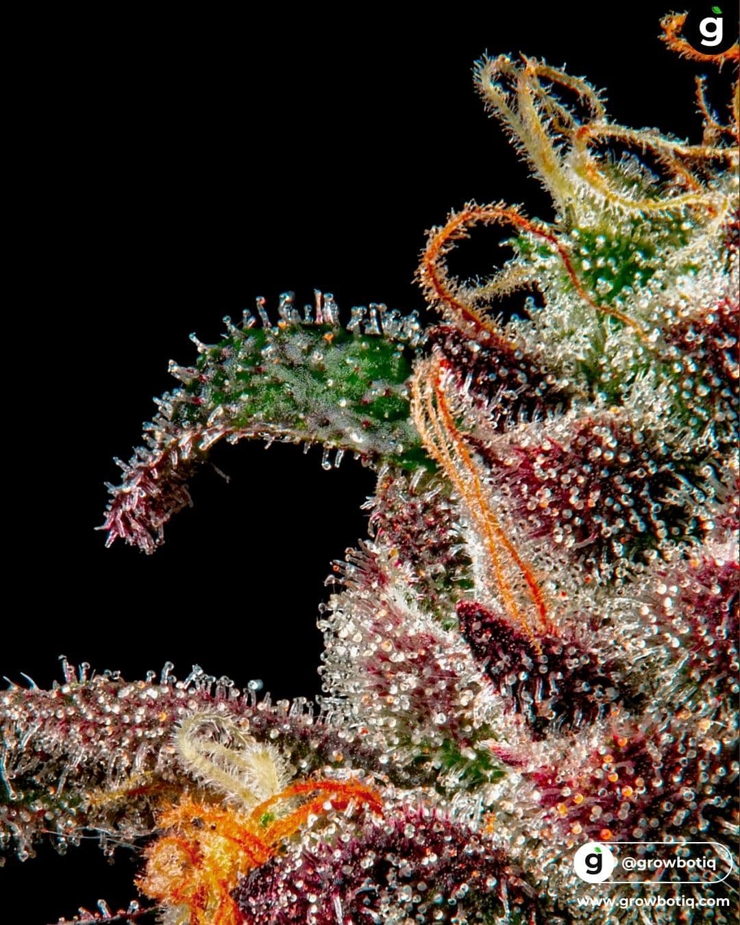 Cannabis terpenes illustration
