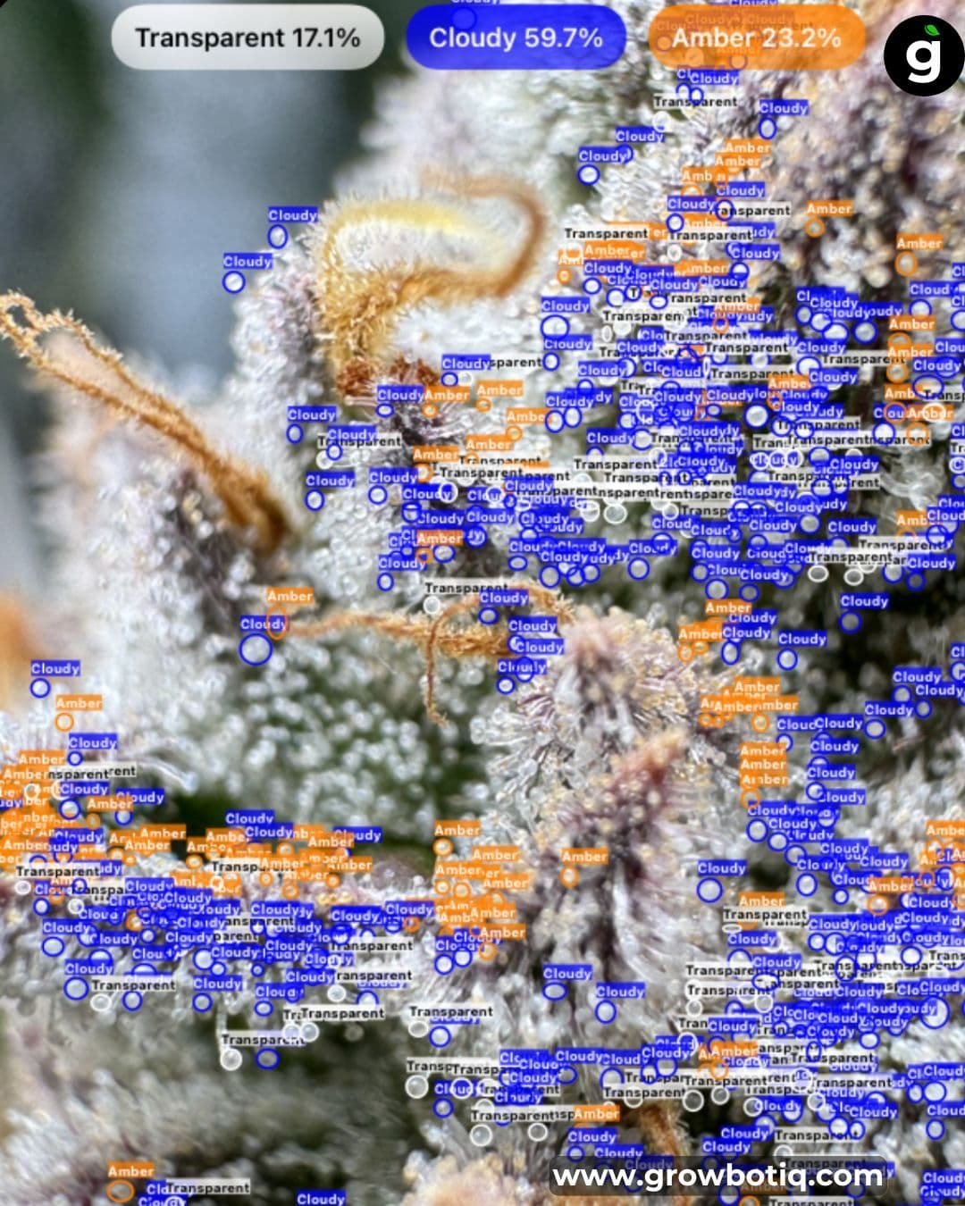 Cannabis terpenes illustration