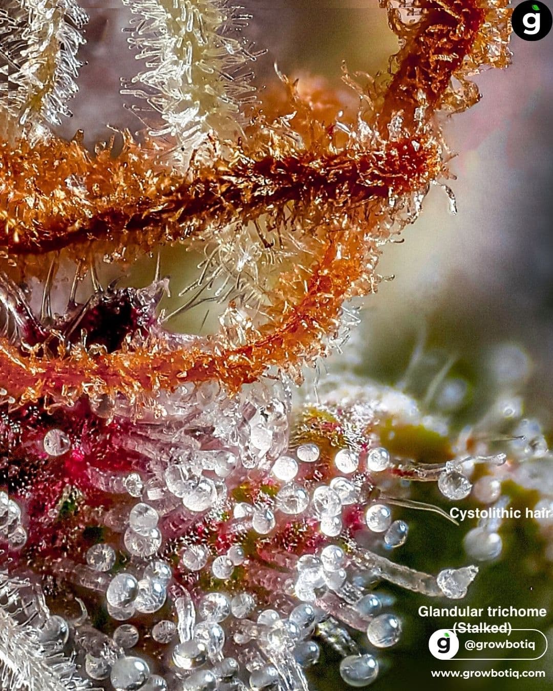 Trichomes under high-power microscopy showing detailed cellular structure