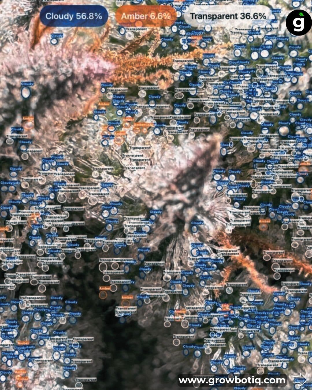 Trichomes under high-power microscopy showing detailed cellular structure