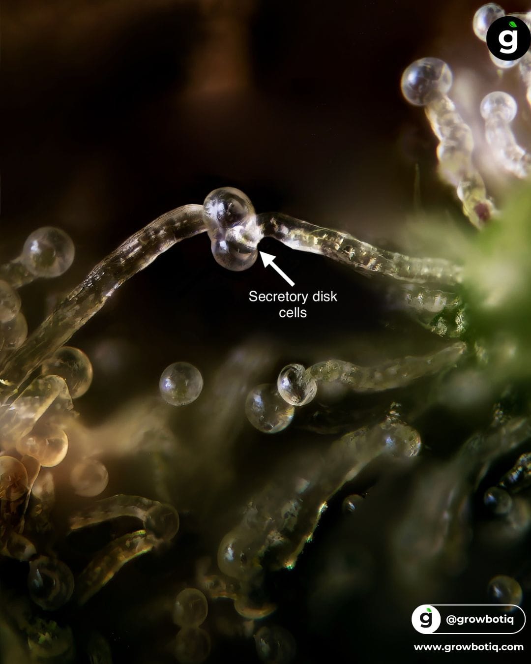 Trichomes under high-power microscopy showing detailed cellular structure