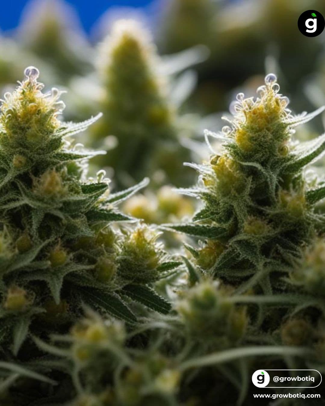 Trichomes under high-power microscopy showing detailed cellular structure