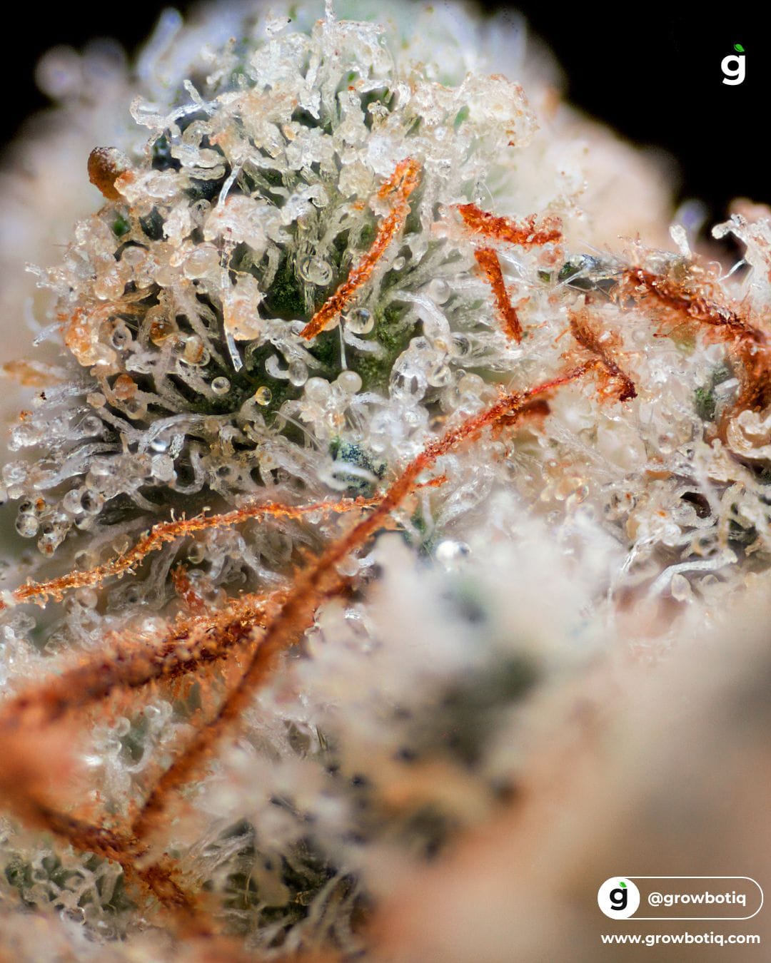 Cannabis flavonoids illustration