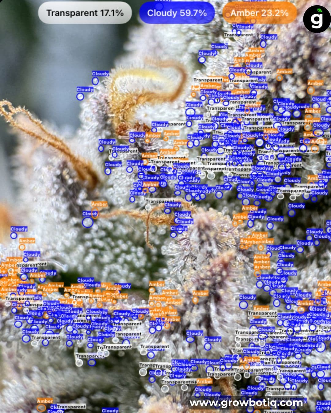 Diagram showing flavonoid distribution in Cannabis sativa