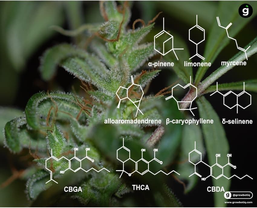 Trichomes under high-power microscopy showing detailed cellular structure