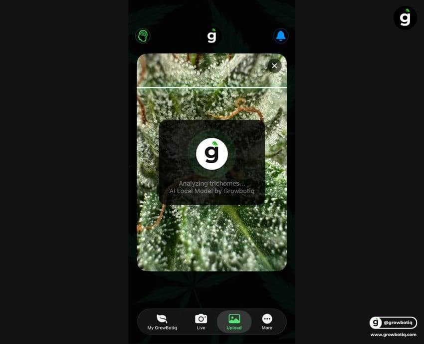 GrowBotiq Lab app — AI trichome analysis on iPhone