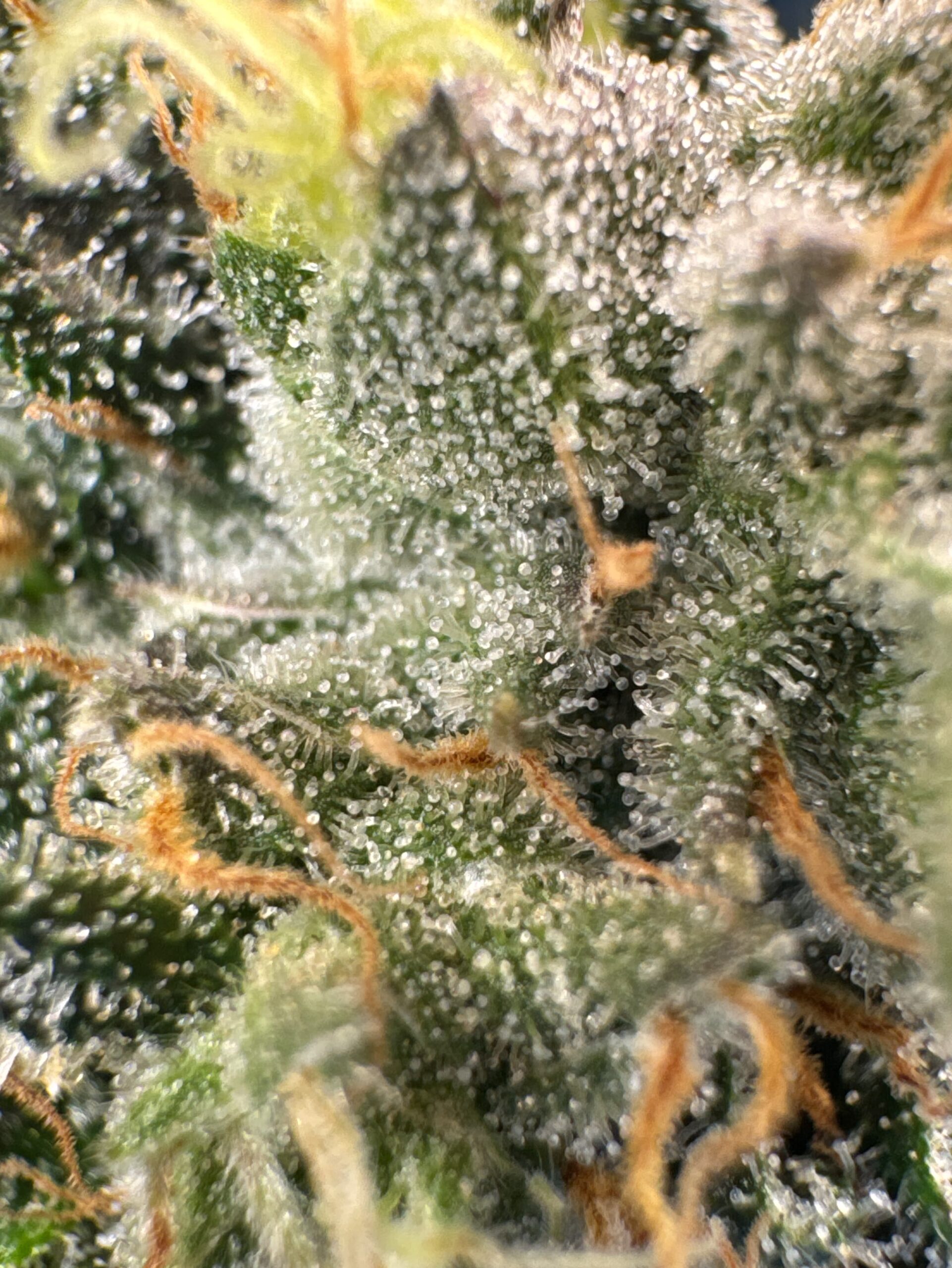 Cannabis trichomes — original