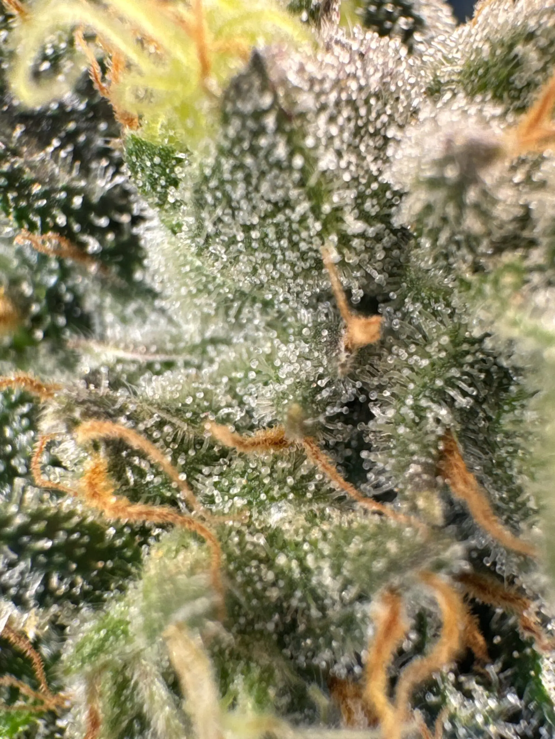 Cannabis trichomes — original