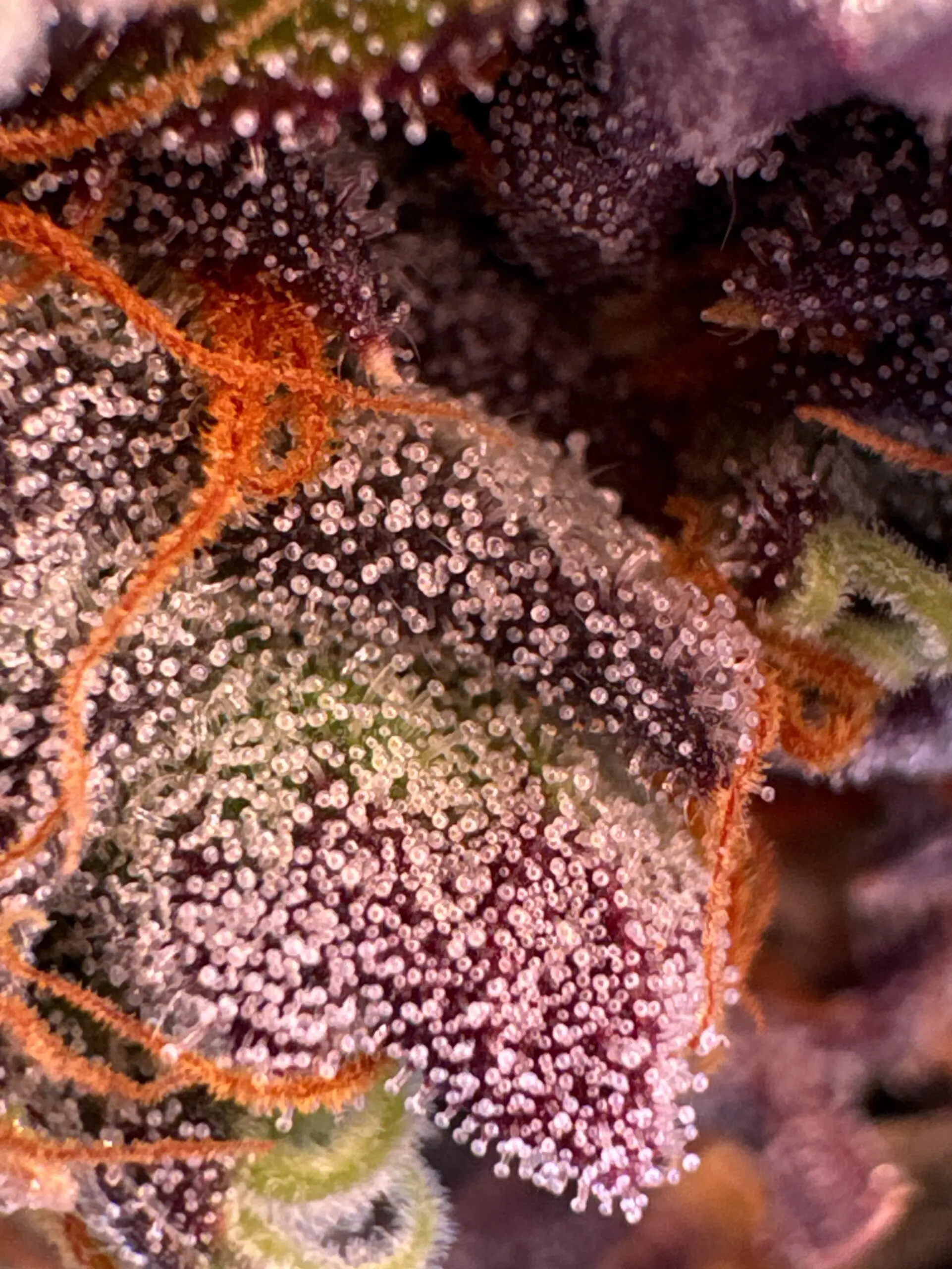 Cannabis trichomes — original