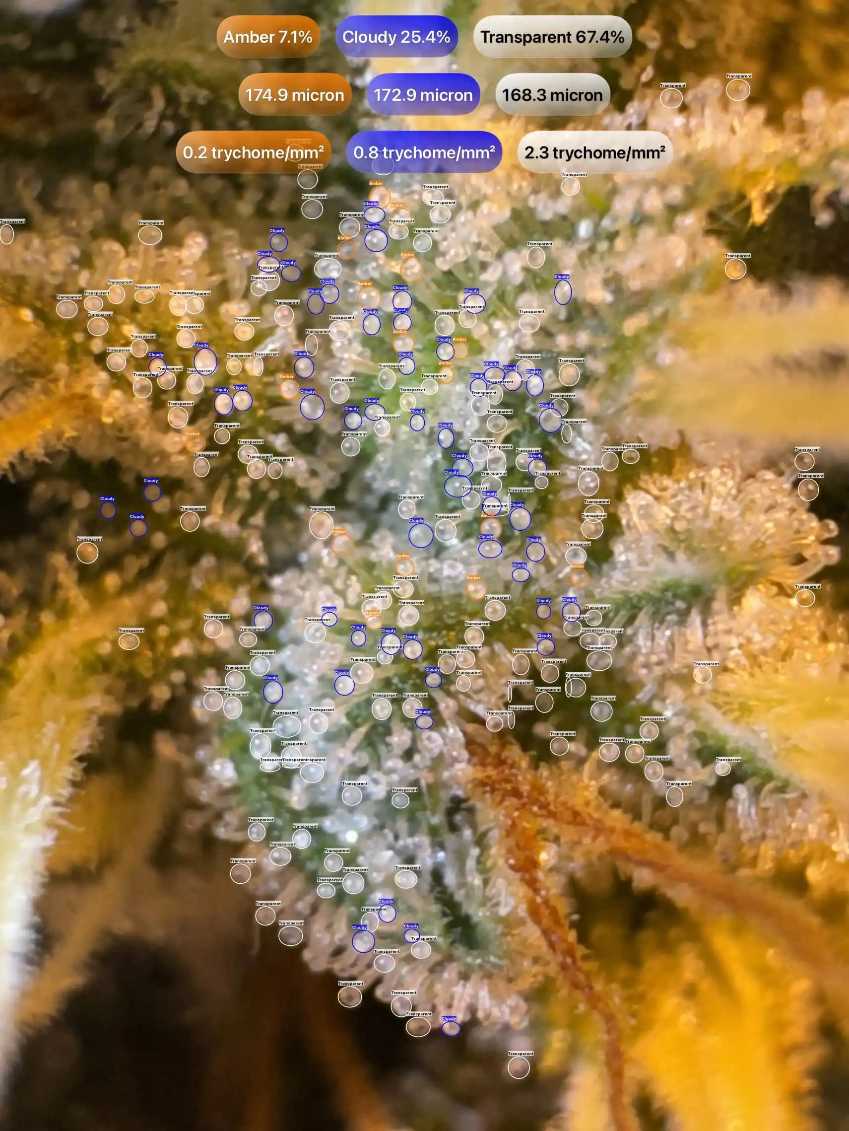 Cannabis trichomes detected with GrowBotiq Lab