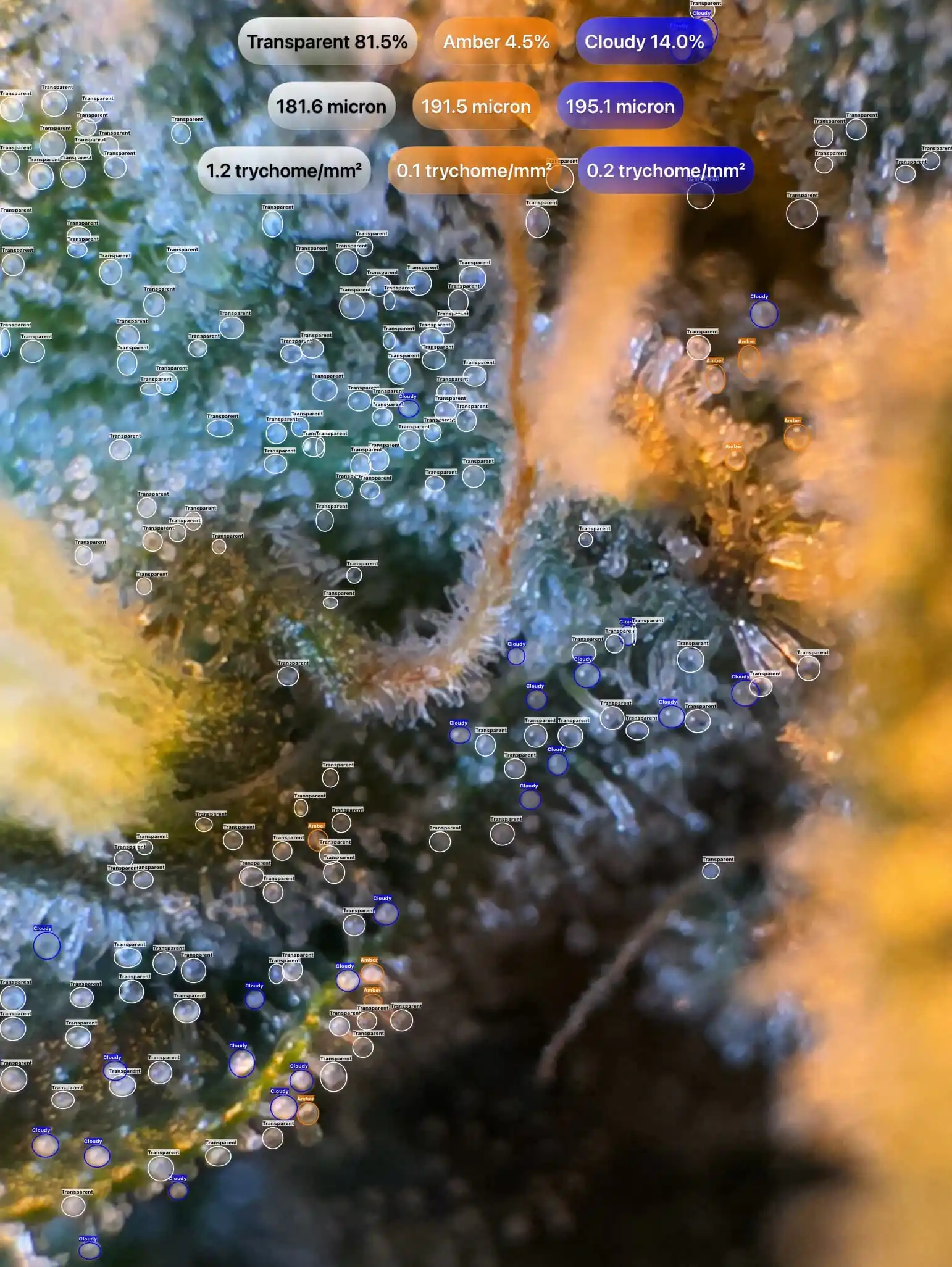 Cannabis trichomes detected with GrowBotiq Lab